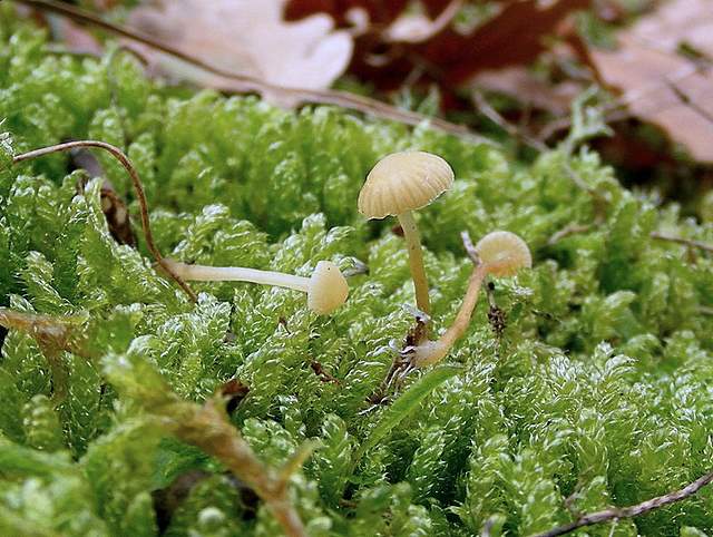 Galerina perplexa  fo.albina